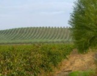 Nevada Supreme Court Upholds Forfeiture of Long-Unused Groundwater Rights