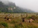 California Fish and Game Commission Expands Protections for Mountain Lions on California’s Central Coast and Southern Regions